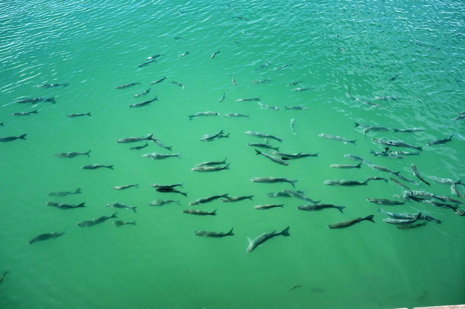  Sani beach Kasandra Halkidiki 